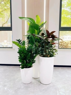 宁波杭州湾花木租赁设计，点亮空间之美